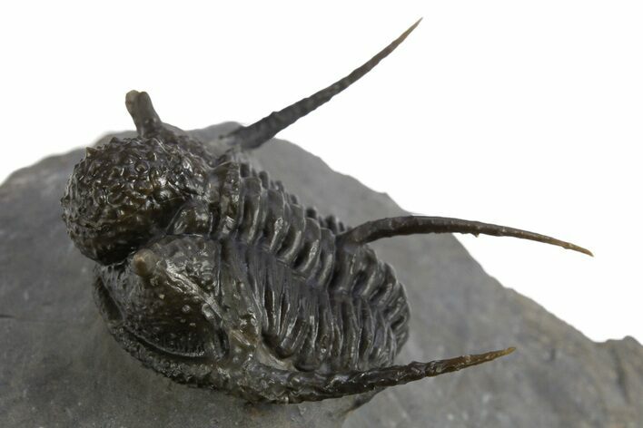 Impressive Spiny Cyphaspis Trilobite - Morocco #312721